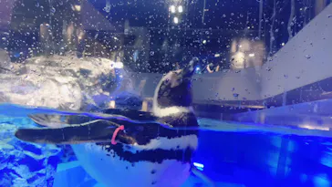 すみだ水族館に投稿された画像（2021/4/17）