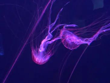 すみだ水族館に投稿された画像（2021/4/17）