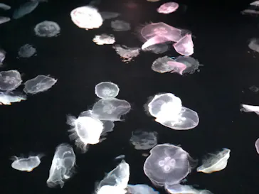 すみだ水族館に投稿された画像（2021/4/17）