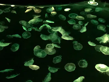 すみだ水族館に投稿された画像（2021/4/17）