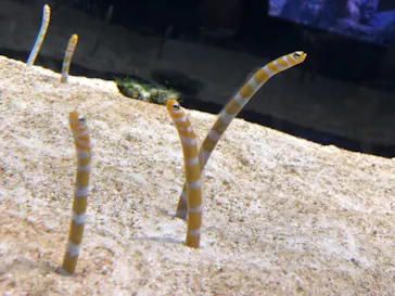 すみだ水族館に投稿された画像（2021/4/17）