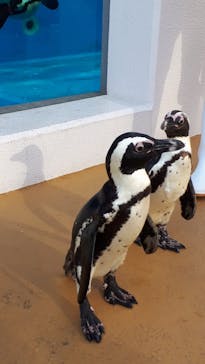 四国水族館に投稿された画像（2021/4/17）