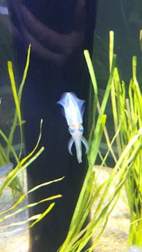 四国水族館に投稿された画像（2021/4/17）