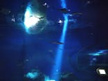 アクアワールド茨城県大洗水族館に投稿された画像（2021/4/18）