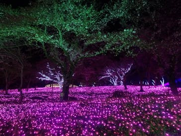 さがみ湖MORI MORIに投稿された画像（2021/4/17）