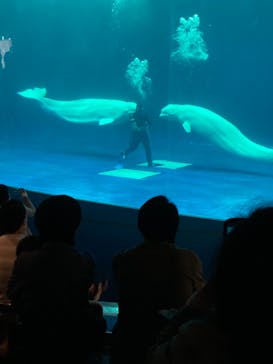 島根県立 しまね海洋館に投稿された画像（2021/4/18）