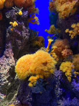 島根県立 しまね海洋館に投稿された画像（2021/4/18）