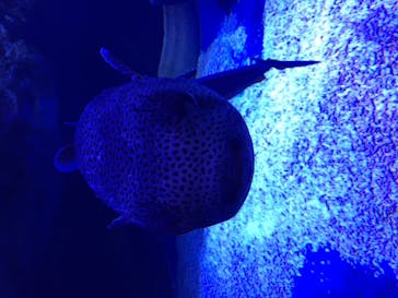 マクセル アクアパーク品川に投稿された画像（2021/4/18）