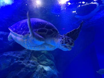 マクセル アクアパーク品川に投稿された画像（2021/4/18）