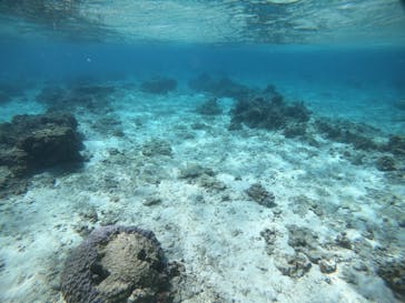 武藤潜水に投稿された画像（2021/4/18）