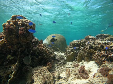 武藤潜水に投稿された画像（2021/4/18）