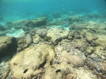 武藤潜水に投稿された画像（2021/4/18）