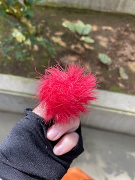 とっとり花回廊に投稿された画像（2021/4/18）