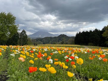 とっとり花回廊に投稿された画像（2021/4/18）