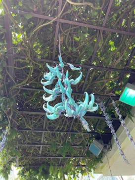 とっとり花回廊に投稿された画像（2021/4/18）