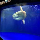 サンシャイン水族館に投稿された画像（2021/4/18）