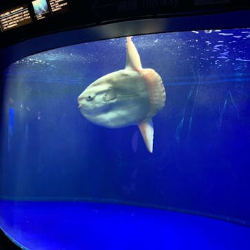 サンシャイン水族館に投稿された画像（2021/4/18）