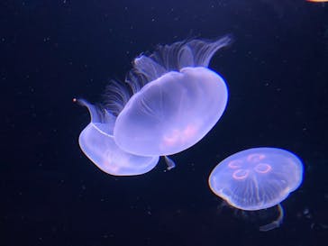 サンシャイン水族館に投稿された画像（2021/4/18）