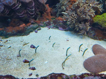 サンシャイン水族館に投稿された画像（2021/4/18）