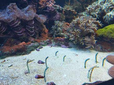 サンシャイン水族館に投稿された画像（2021/4/18）