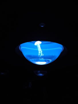 サンシャイン水族館に投稿された画像（2021/4/18）