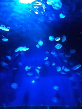 サンシャイン水族館に投稿された画像（2021/4/18）