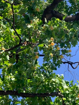 特別展「国宝　鳥獣戯画のすべて」に投稿された画像（2021/4/18）