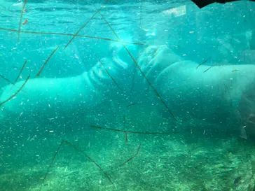 天王寺動物園に投稿された画像（2021/4/18）