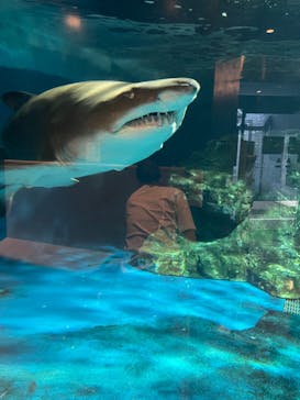 しながわ水族館に投稿された画像（2021/4/18）