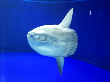 サンシャイン水族館に投稿された画像（2021/4/18）