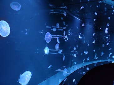 サンシャイン水族館に投稿された画像（2021/4/18）