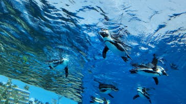 サンシャイン水族館に投稿された画像（2021/4/18）