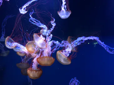 すみだ水族館に投稿された画像（2021/4/18）