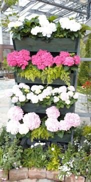 安城産業文化公園デンパークに投稿された画像（2021/4/18）