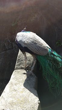 伊豆シャボテン動物公園に投稿された画像（2021/4/18）