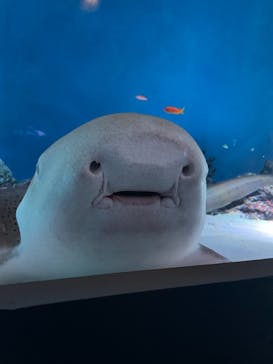 マクセル アクアパーク品川に投稿された画像（2021/4/18）