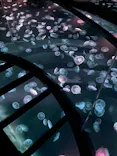 すみだ水族館に投稿された画像（2021/4/18）
