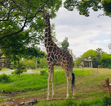 天王寺動物園に投稿された画像（2021/4/18）
