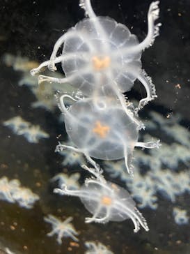 京急油壺マリンパークに投稿された画像（2021/4/18）