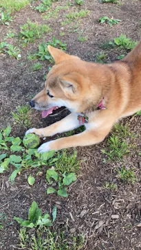 わんダフルネイチャーヴィレッジに投稿された画像（2021/4/18）