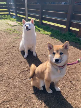 わんダフルネイチャーヴィレッジに投稿された画像（2021/4/18）