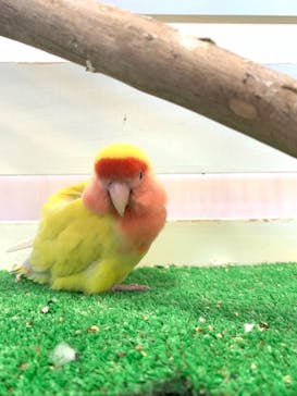 Moff animal world BIGHOPガーデンモール印西店に投稿された画像（2021/4/18）