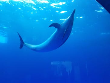 四国水族館に投稿された画像（2021/4/18）