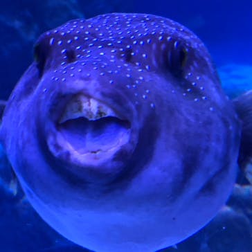 マクセル アクアパーク品川に投稿された画像（2021/4/18）