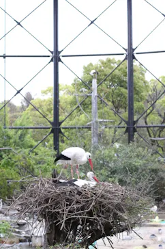 天王寺動物園に投稿された画像（2021/4/18）