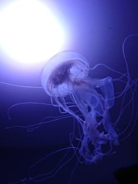 サンシャイン水族館に投稿された画像（2021/4/18）