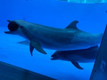 九十九島水族館海きららに投稿された画像（2021/4/18）