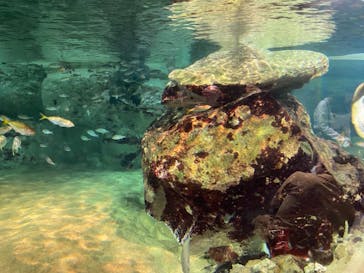 九十九島水族館海きららに投稿された画像（2021/4/18）