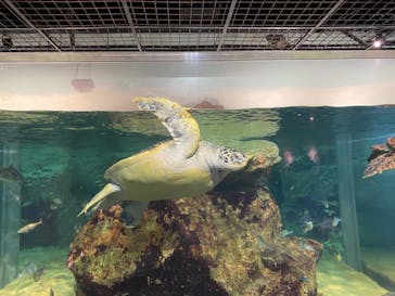 九十九島水族館海きららに投稿された画像（2021/4/18）