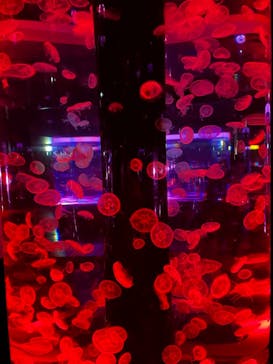 マクセル アクアパーク品川に投稿された画像（2021/4/18）